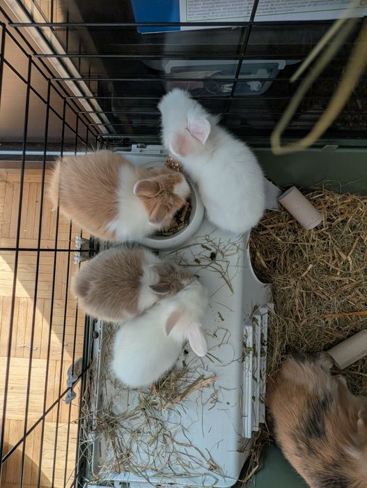 Króliczki miniaturki w dobre ręce