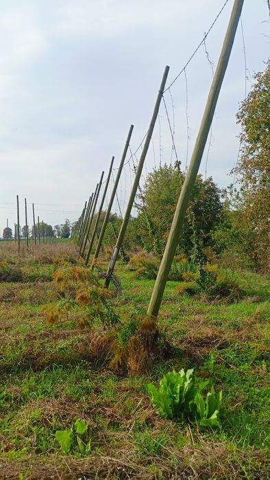 Słupy chmielowe sprzedam