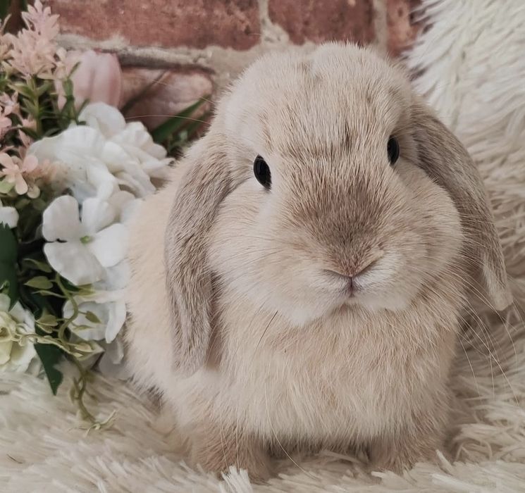 Króliki Mini Lop