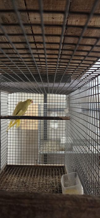 Varias aves para venda.