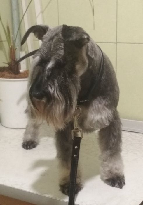 Стрижка собак, кошек ,обрезание ногтей, купание