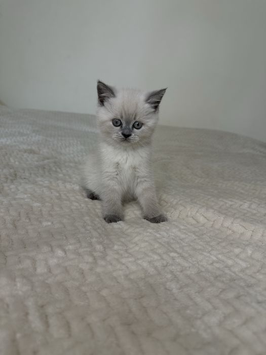 Шотландська кошеня дівчинка blue point