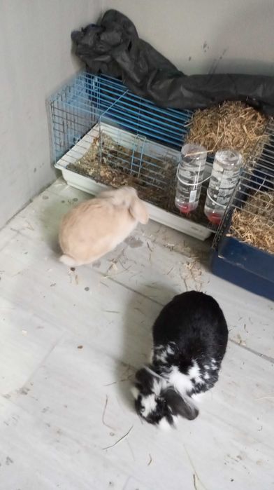 2 gaiolas mais casal coelhos mini lop