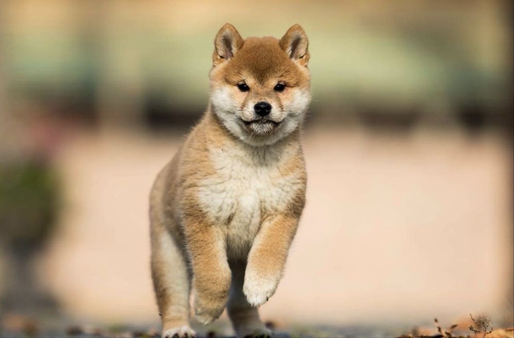 Шиба іну цуценята