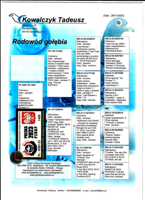 Gołębie pocztowe  - młode do rozpłodu