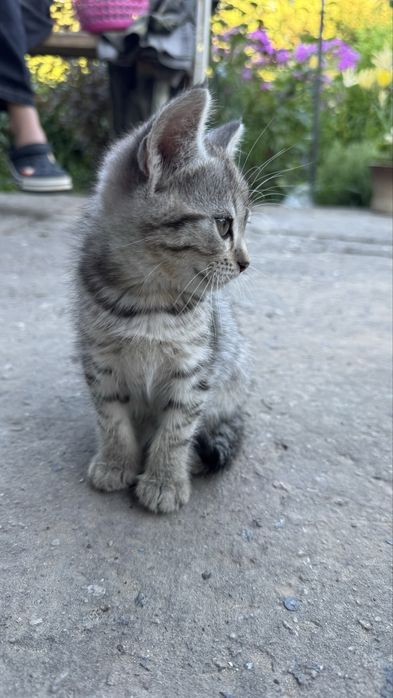 Віддам кошенят у добрі руки.