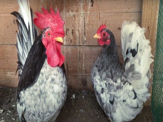 Яйце на інкубацію від породистих курей. Шабо мармуровий, спліш, лимон.