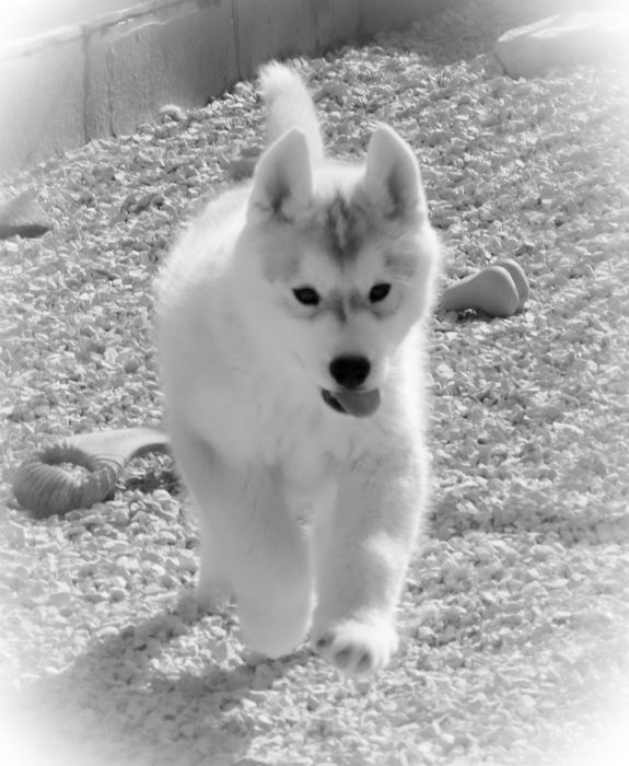 Husky Siberiano c/LOP