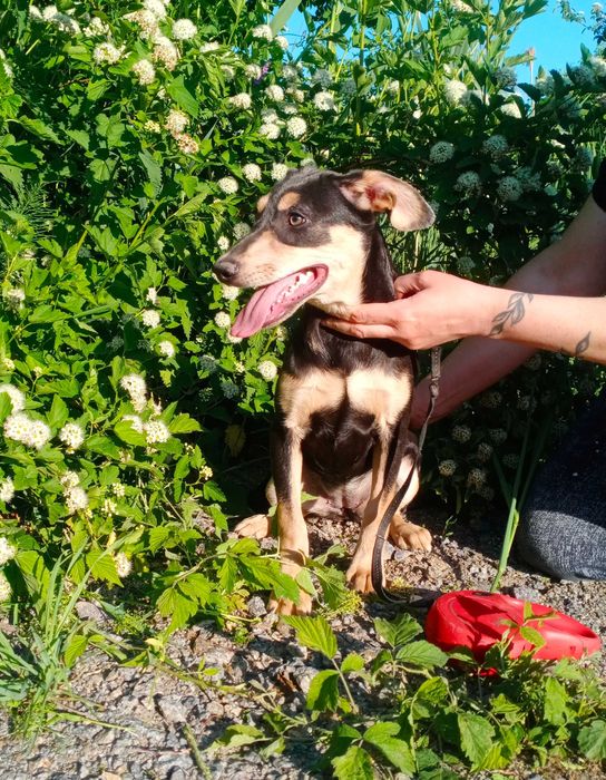 Дівчинка в добрі руки