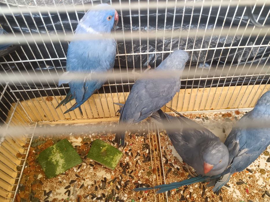 Vendo ring neck azul violeta