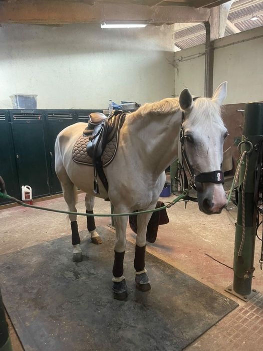 Cavalo TGE Sela Francês