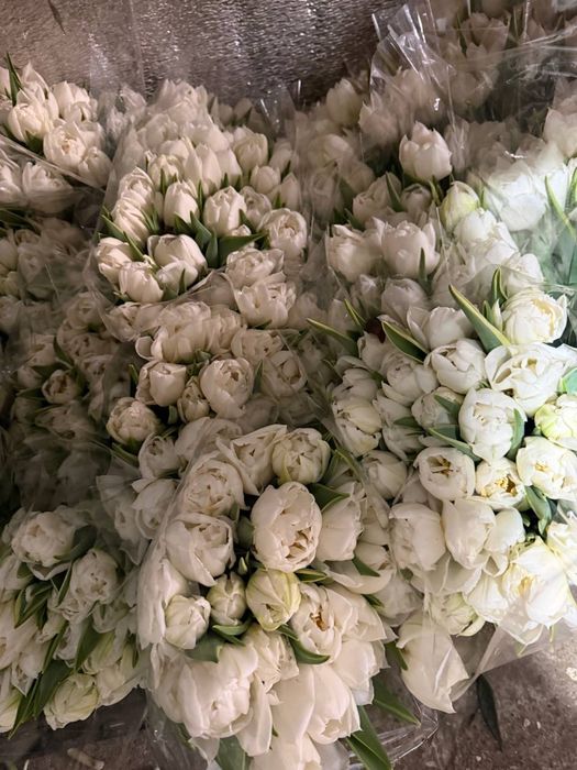 Продам цибулину(суха)  голландського  тюльпану, після вигонки. Від 5 кг.