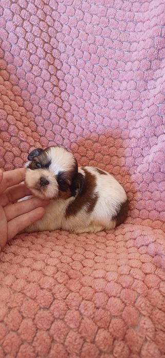 Shituzu Macho exelente linhagem