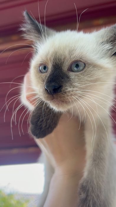 Сіамські котики.