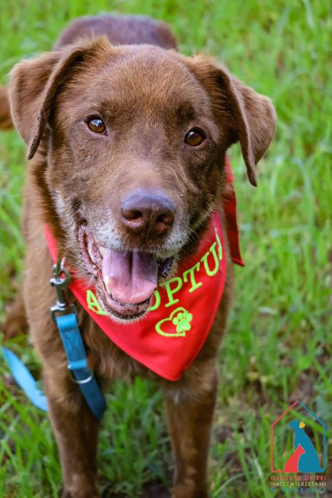 Cudowny Lagos - czekoladowe umaszczenie i serce pełne miłości