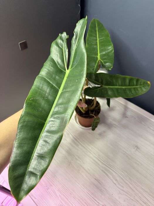 Продам Філодендрон Біллітай, melinonii, імперіал грін, міканс, малай