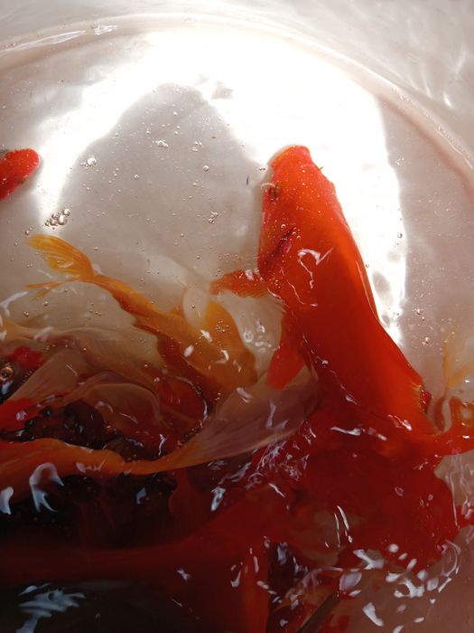 Karasie ozdobne do oczek wodnych