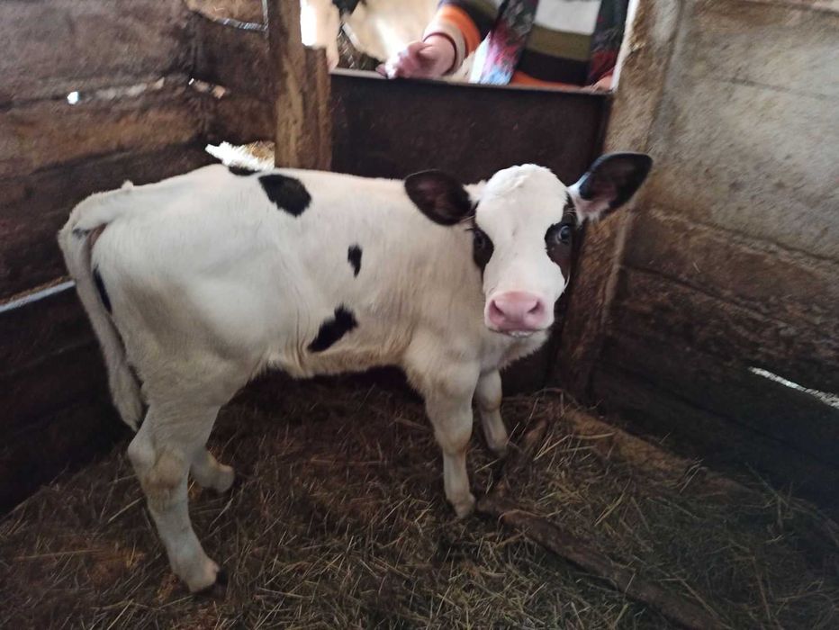 Теличка 1 місяць