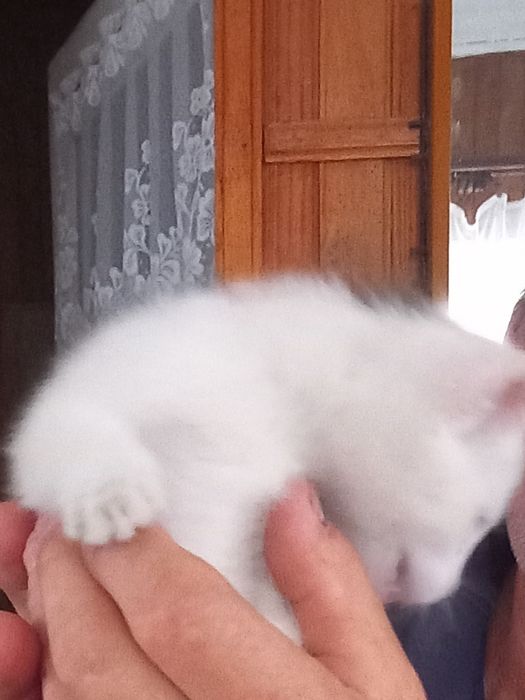 Oddam kotkę  widoczną  na zdjęciu