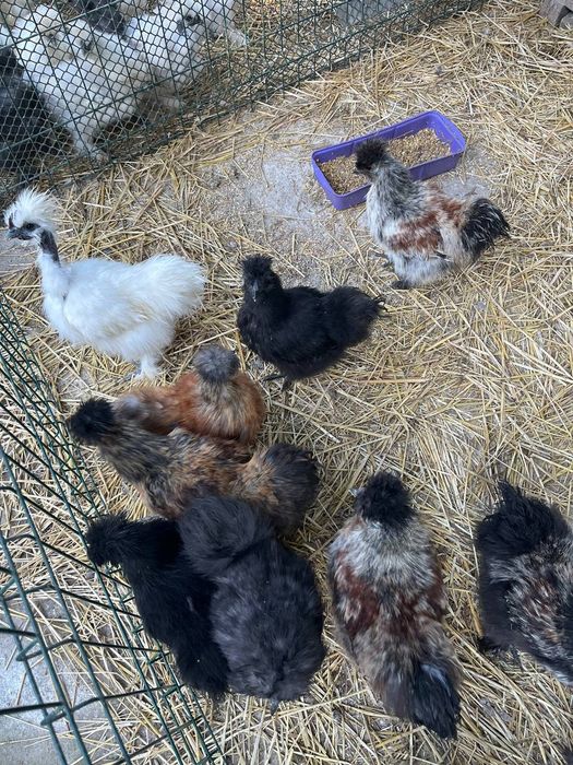 Продам півнів китайської шовкової породи,КШ,