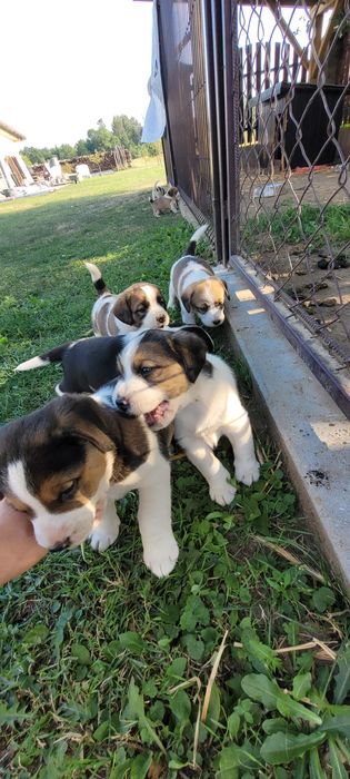 Pieski mama beagle