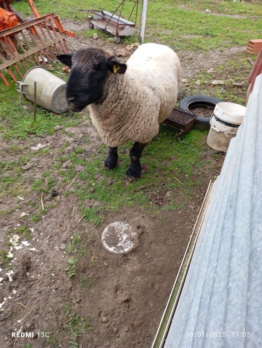 Vendo carneiro Sulfocks