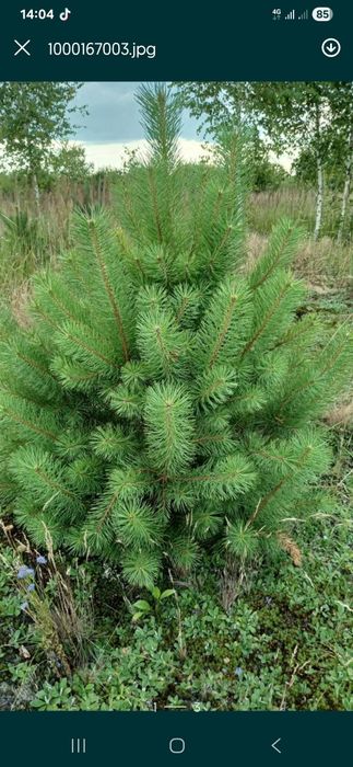 Саджанці сосни..