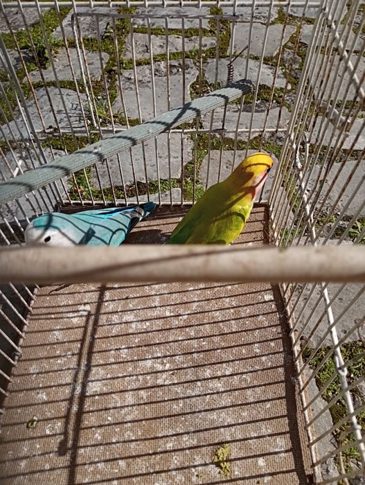 Casais de roseicollis