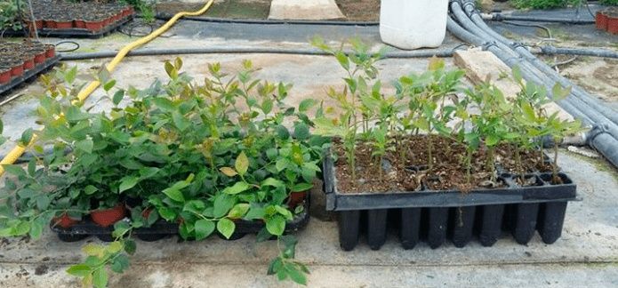 Plantas de fruto