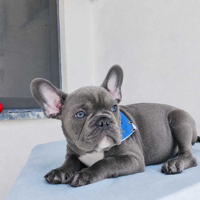 Buldogue francês macho