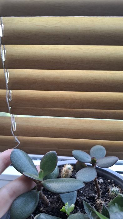 Продаю грошове дерево (красула)  Позняки/осокорки самовивіз