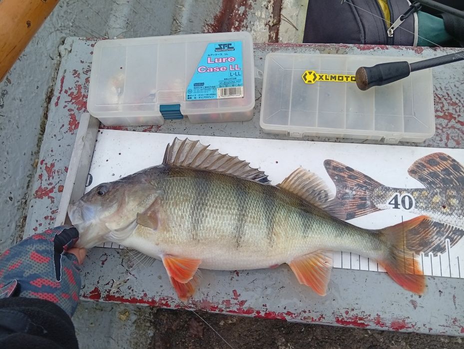 Zestaw Kołowrotek  Daiwa+ Robinson Diaflex 2-10 g c.w