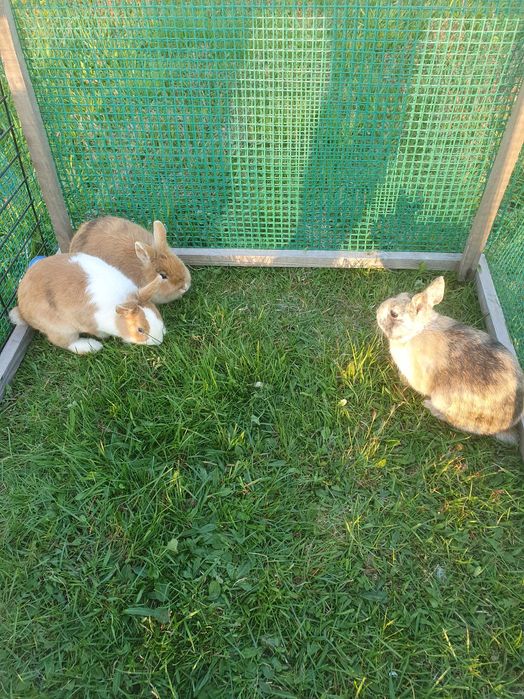 Króliki miniaturki, lewki