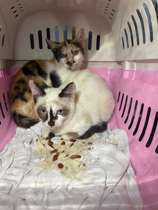 Gatinhos  bebes,