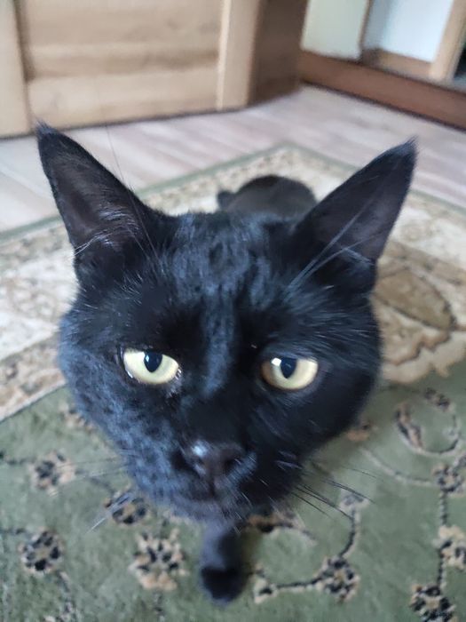 Загубився кіт на ім'я Локі