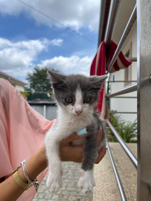 3 gatos bebés para adoçao