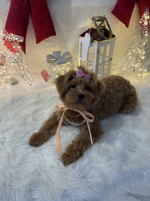 Помапу  ваш найкращий подарунок літа