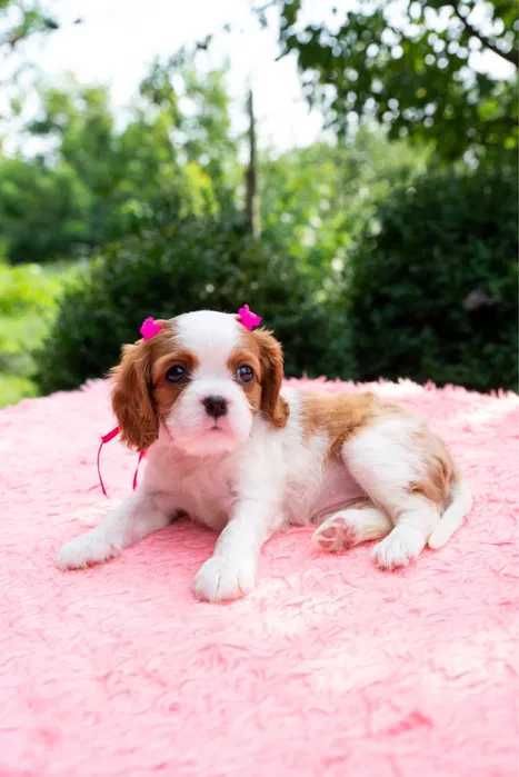 Cavalier King Charles