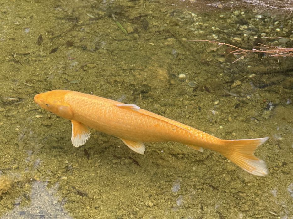 Carpas Koi grandes (40–50 cm) + oferta de 4 Koi mais pequenas