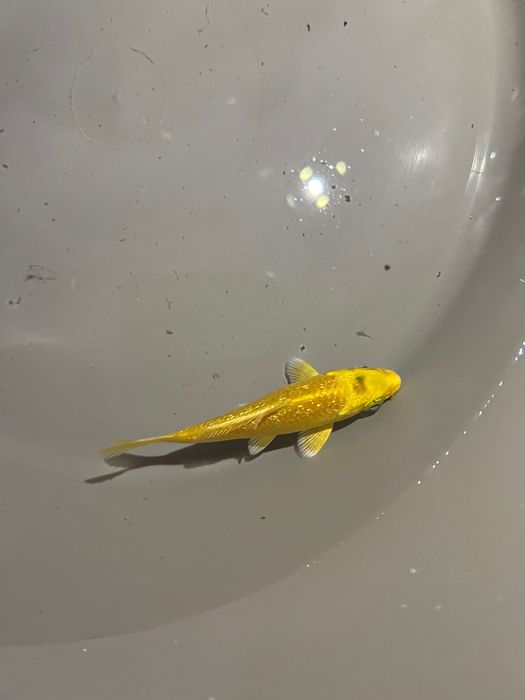 Carpas koi.