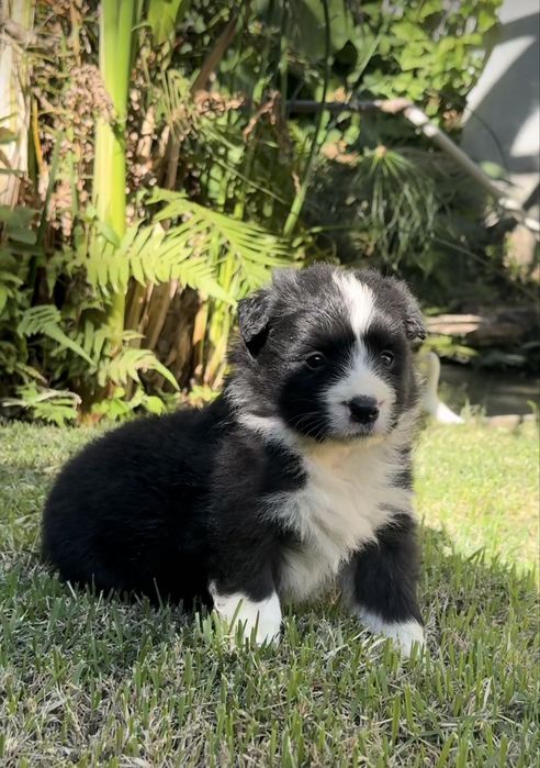 Cachorro border collie disponivel