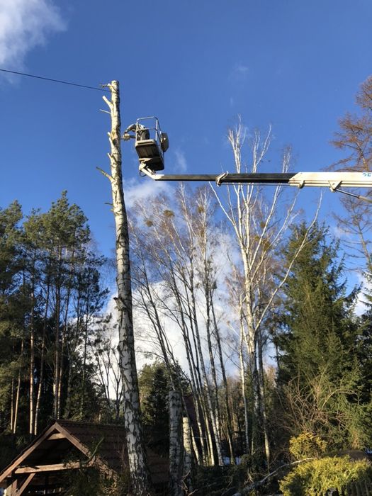 Wycinka przycinanie drzew Radzymin Ząbki wołomin kobyłka zielonka