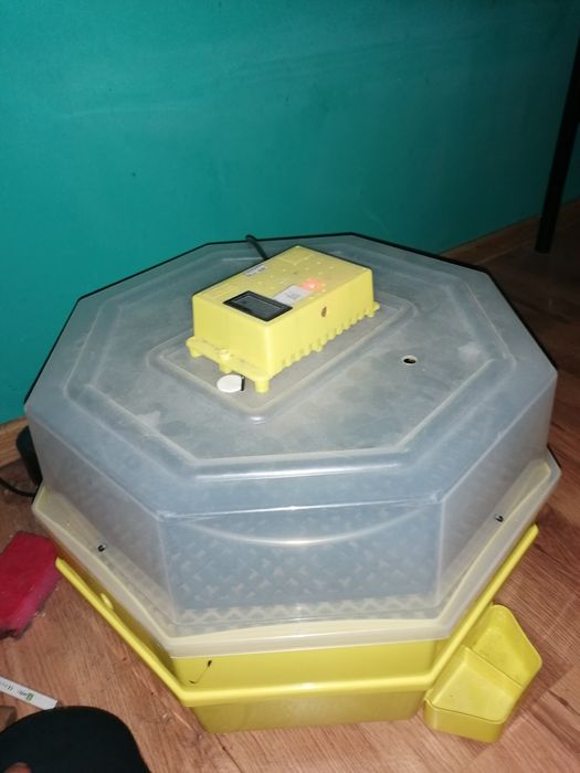 Inkubator cleo 5 piętrowy