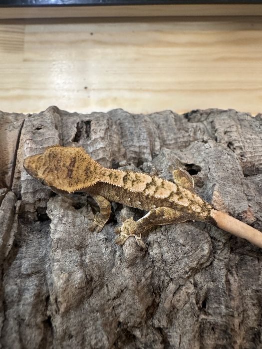 Gekon Orzęsiony PROMOCJA!