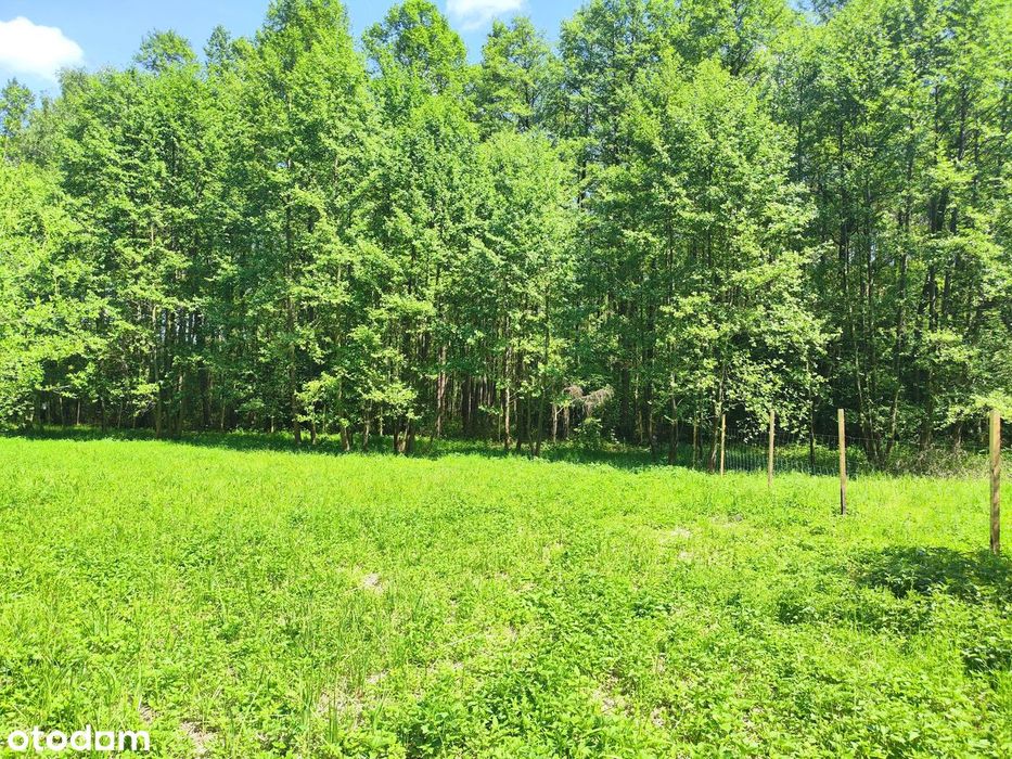 Słoneczna enklawa nad Jeziorem Lgińskim Małym – 1000m2, jezioro, las