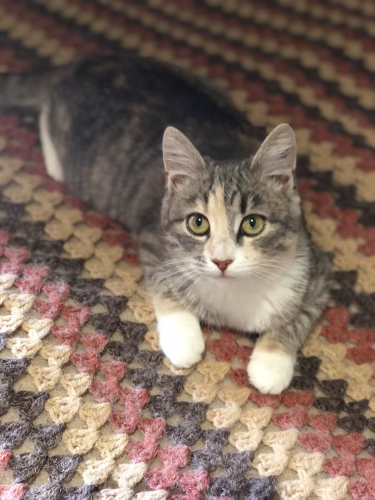 Найкраща киця в надійні руки