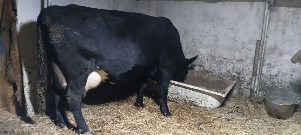 Продам 2 корови молочні