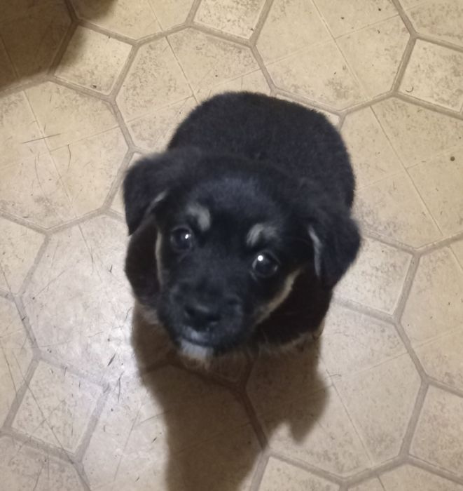 Пропал щенок!!! Помогите пожалуйста вернуть любимца в семью!!!