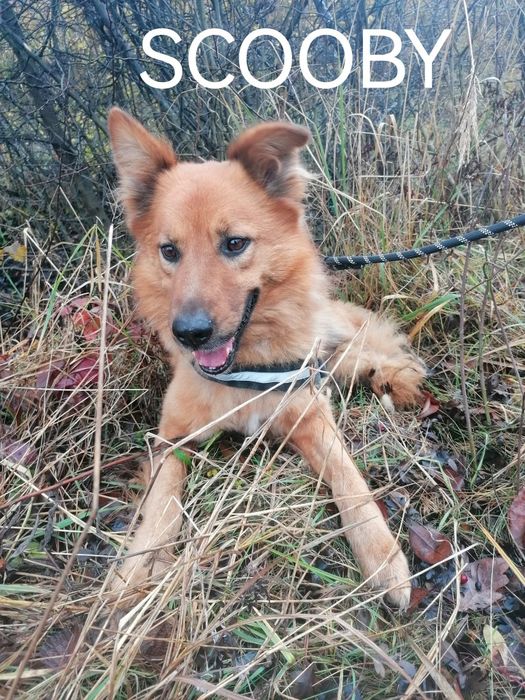 SCOOBY młody łagodny piesek szuka domu