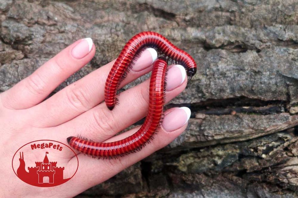 Centrobolus sp. Mosambik Wije Modliszki Prosionki Skoczogonki Ślimaki